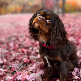 Poppy - Cavalier King Charles Spaniel