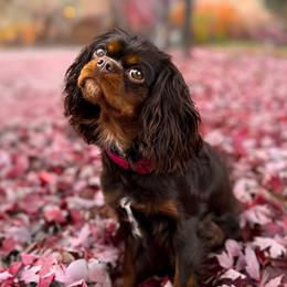 Poppy - Cavalier King Charles Spaniel