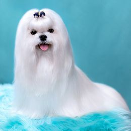 Benny - Maltese