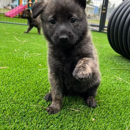 Dutch Shepherd and German Shepherd Puppies from Schäfers Weg Shepherds