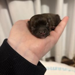 Ariel - Red sable female Pomeranian puppy in Springfield, Missouri from Hope Mountain Pomeranians