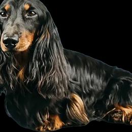 Shadow - Dachshund