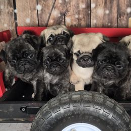 Pomskies and Pugs from Peace Road Puppies