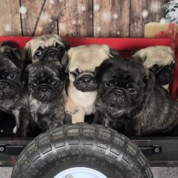 Pomskies and Pugs from Peace Road Puppies