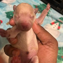 Chanel - Apricot female Poodle puppy in Gastonia, North Carolina from Precious pups dynasty kennel