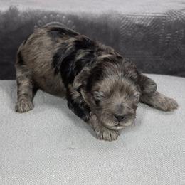 Casanova - Merle male Shihpoo puppy in Delphos, Ohio from Route 66 Poodles & Doodles, Sapphire Shih-tzu's of Ohio