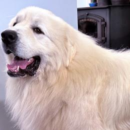 Vinny - Great Pyrenees