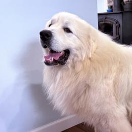 Vinny - Great Pyrenees
