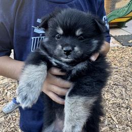 Pomeranian Puppies from Pomni Poms