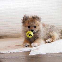 BILLY - Cream sable male Pomeranian puppy in El Centro, California from BabyBooPoms