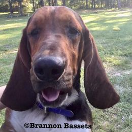 Max - Basset Hound