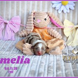 Amelia - Red merle female Miniature Australian Shepherd puppy in Madisonville, Texas from Flying LL Aussies