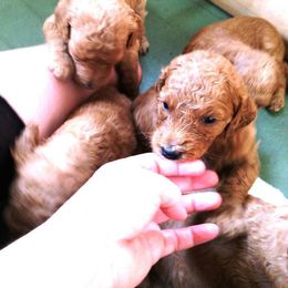 Poodle Puppies from NOLA Standards