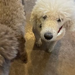 Poodles from Mcinteer Poodles