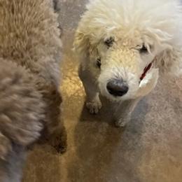 Poodles from Mcinteer Poodles