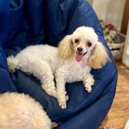 Pixie - Poodle