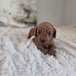 Chip - Red  male Goldendoodle puppy in Newdale, Idaho from Canyon Creek Puppies