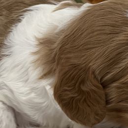 Australian Labradoodles, Bernedoodles, Cavapoos, and Poodles from Walk with Me Doodles