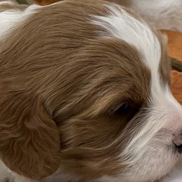 Australian Labradoodles, Bernedoodles, Cavapoos, and Poodles from Walk with Me Doodles