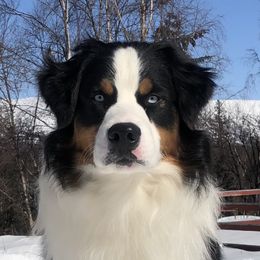 Ace - Australian Shepherd