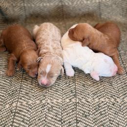 Girl 1 - Red  female Goldendoodle puppy in Glendale, Arizona from Follow Your Bliss Doodles