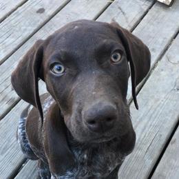 German Shorthaired Pointers from Autumn Prairie Kennel