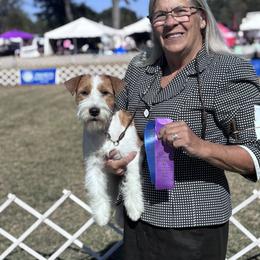 Australian Cattle Dog and Russell Terrier All Grown Up from Karson Russell Terriers & Mystic DK Australian Cattle Dogs
