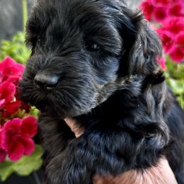 Australian Labradoodle Puppies from Tiny Treasures Australian Labradoodles