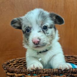 Dilute Blue Merle Male - Blue merle and white male Cardigan Welsh Corgi puppy in Chehalis, Washington from Triple B Corgis