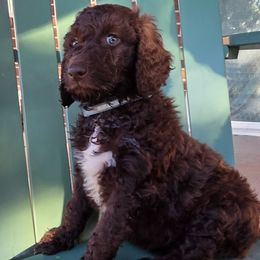 Buffy - Brown and white female Bernedoodle puppy in Aurora, Colorado from Simply Amazing Doodles