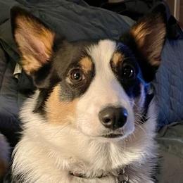 Pembroke Welsh Corgis from M and B Corgis
