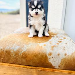 Martini - Black and white female Pomsky puppy in Yavapai County, Arizona from Pawsh Pomskies