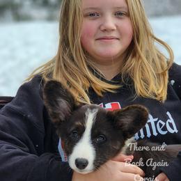 American Corgi and Cardigan Welsh Corgi Puppies from There and Back Again Corgis
