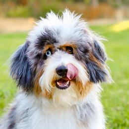 Aussiedoodles, Australian Mountain Doodles, and Bernedoodles from Cottonwood Creek Doodles