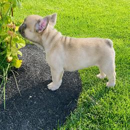 Red Collar - Blue fawn male French Bulldog puppy in Caldwell, Idaho from Idaho French Bulldogs