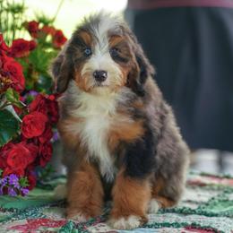 Sam - Merle male Bernedoodle puppy in Dundee, Ohio from Down Home Doodle