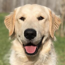 Golden Retrievers from Holy Goldens