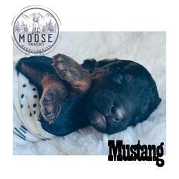 Mustang - Phantom female Bernedoodle puppy in Belleville, Michigan from Moose Tracks Bernedoodles