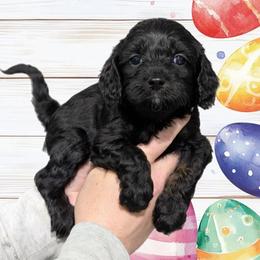 Peep - Black and tan male Cavapoo puppy in Coshocton, Ohio from Forever Family Puppies