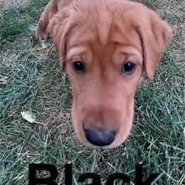 (Black) Shadow - Yellow male Labrador Retriever puppy in Brantwood, Wisconsin from Ritchie Road Labradors