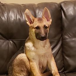 Australian Shepherd and German Shepherd Puppies from Bigler Ranch Shepherds
