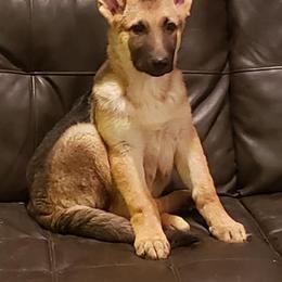 Australian Shepherd and German Shepherd Puppies from Bigler Ranch Shepherds