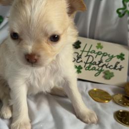 Valentine - Fawn female Chihuahua puppy in Austin, Indiana from Dog Bones N Harmony