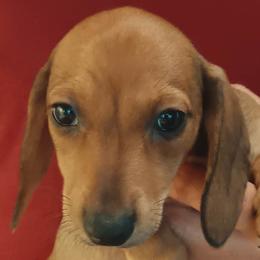 Lindsey- Blue - Red male Dachshund puppy in Frankfort, Kentucky from Gigi's Dachshunds