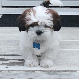 Boy 4 - Cream and white male Shih Tzu puppy in Fredericksburg, Virginia from Shih Tzu Virginia