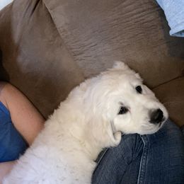 Golden Retriever Puppies from Golden Barnes Kennel