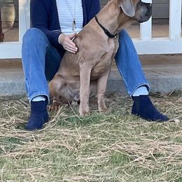 Cane Corso Puppies from Cane Corso Friends