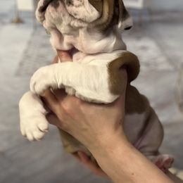 Bulldog Puppies from Sweet Rolls