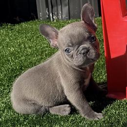 Selene - Blue fawn female French Bulldog puppy in Miami, Florida from Haus of Pawz