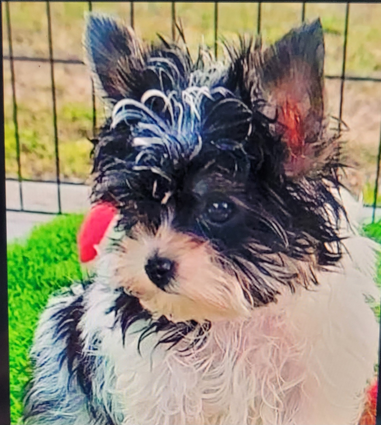 Maltese, Morkies, and Yorkshire Terriers from K and E Small Breed Puppies